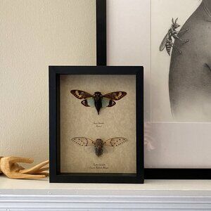 8 x 10 Framed Preserved Cicada Specimens White Ghost Turquoise Shadow box Insect